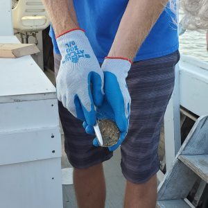 oyster-shucking-300x300-1048421