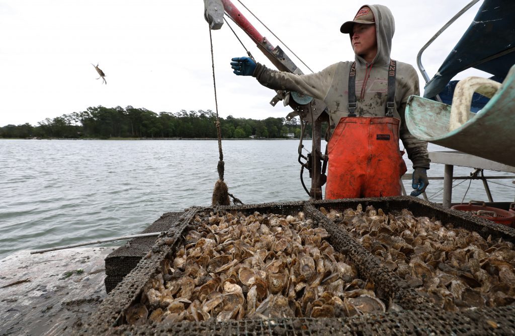 cappahosic-oysters-05192020-11-1024x668-5349268