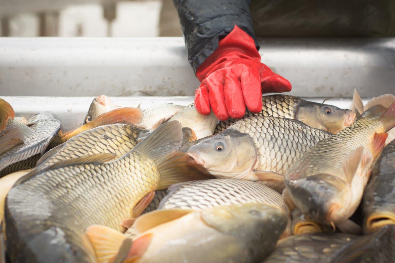 Middle Peninsula Seafood and Agriculture E-Marketplace Development