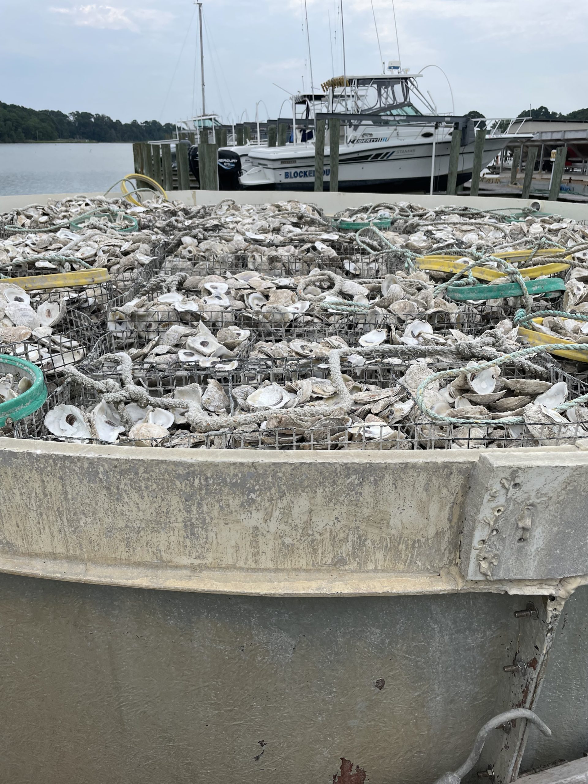 Advancing Virginia Shellfish Aquaculture